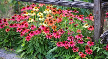 Rudbeckia. Türler genellikle koni çiçekleri ve siyah gözlü susanlar olarak adlandırılır; hepsi Kuzey Amerika 'ya özgüdür ve birçok tür gösterişli sarı veya altın çiçekli başları için bahçelerde yetiştirilir.. 