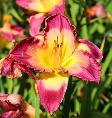 Gündüzleri Hemerocallis cinsinde çiçek açan bir bitkidir. Çekici çiçekleri için uzun süre gündüz üreyen türler..