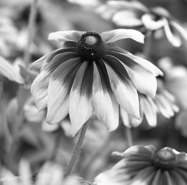 ルドケビア この種は一般的に花と黒目のササンと呼ばれ すべて北米原産であり 多くの種が彼らの派手な黄色または金の花の頭のために庭で栽培されています — ストック写真