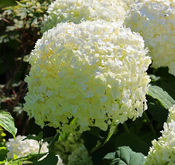 Hydrangea Hidrangea Lub Hortensja Rodzaj Roślin Rodziny Goryczkowatych Hydrangea Występujący — Zdjęcie stockowe