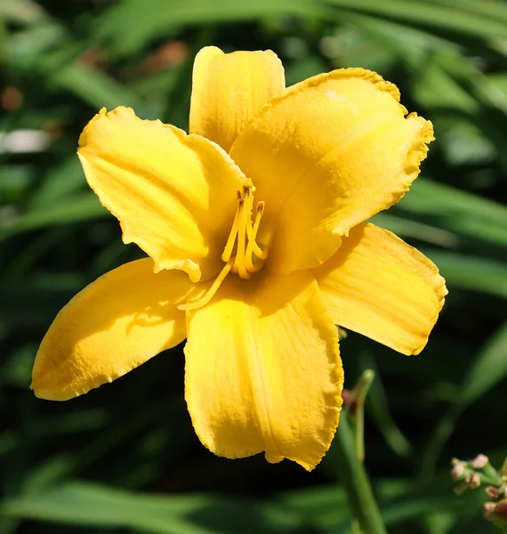 Daylily Est Une Plante Fleurs Dans Genre Hemerocallis Ont Longtemps — Photo