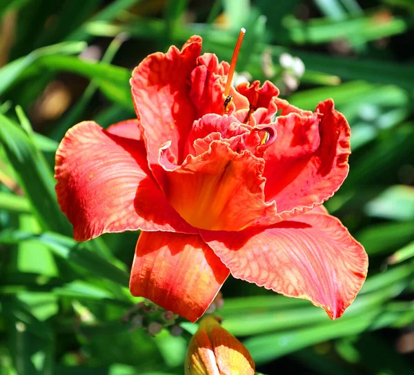 Daylily Uma Planta Com Flor Género Hemerocallis Têm Longas Espécies — Fotografia de Stock