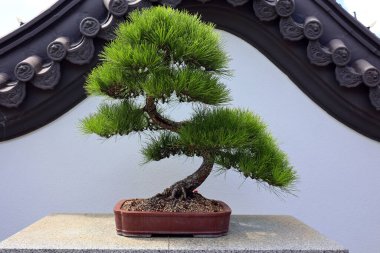 Bonsai. Bitki yetiştirme tekniklerini kullanarak ağaçların şeklini ve büyüklüğünü taklit eden küçük ağaçlar üreten bir Asya sanatı türüdür.