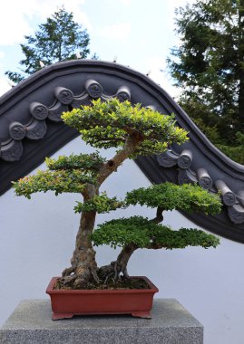 Bonsai. Bitki yetiştirme tekniklerini kullanarak ağaçların şeklini ve büyüklüğünü taklit eden küçük ağaçlar üreten bir Asya sanatı türüdür.