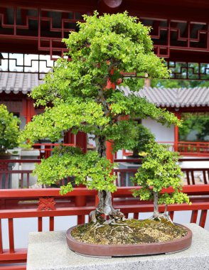 Bonsai. Bitki yetiştirme tekniklerini kullanarak ağaçların şeklini ve büyüklüğünü taklit eden küçük ağaçlar üreten bir Asya sanatı türüdür.