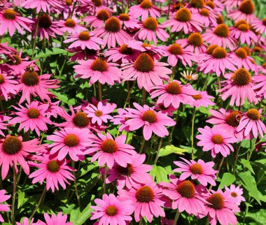 Rudbeckia. Türler genellikle koni çiçekleri ve siyah gözlü susanlar olarak adlandırılır; hepsi Kuzey Amerika 'ya özgüdür ve birçok tür gösterişli sarı veya altın çiçekli başları için bahçelerde yetiştirilir..
