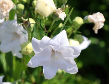 Platycodon grandiflorus, Platycodon familyasından Campanulaceae familyasına ait bir bitki türü.