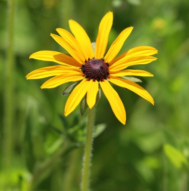 Rudbeckia. Türler genellikle koni çiçekleri ve siyah gözlü susanlar olarak adlandırılır; hepsi Kuzey Amerika 'ya özgüdür ve birçok tür gösterişli sarı veya altın çiçekli başları için bahçelerde yetiştirilir..