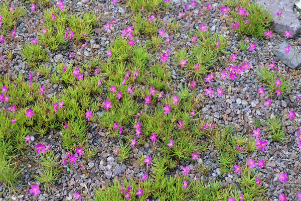 Bellissimi Fiori Lavanda Sul Prato — Foto Stock