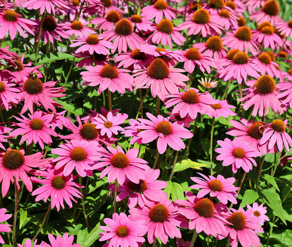 Рудбекия. Виды обычно называют конфлорами и черноглазыми сузанами; все они родом из Северной Америки, и многие виды выращиваются в садах за их ярко-желтые или золотистые цветочные головы.