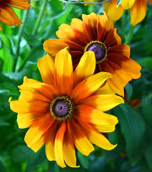 ルドケビア この種は一般的に花と黒目のササンと呼ばれ すべて北米原産であり 多くの種が彼らの派手な黄色または金の花の頭のために庭で栽培されています — ストック写真