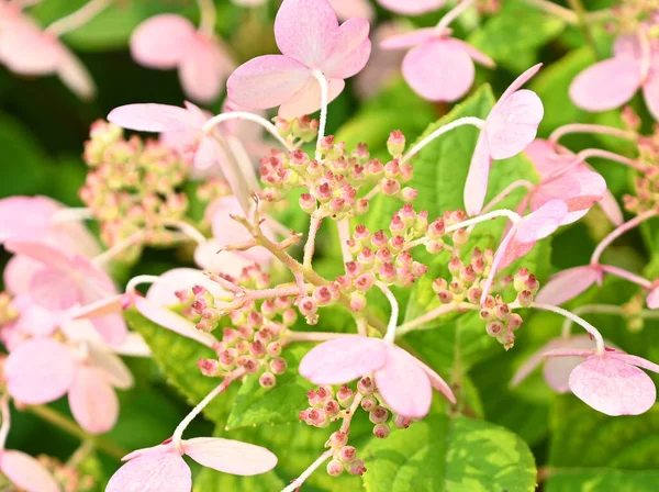 Hydrangea Hidrangea Lub Hortensja Rodzaj Roślin Rodziny Goryczkowatych Hydrangea Występujący — Zdjęcie stockowe