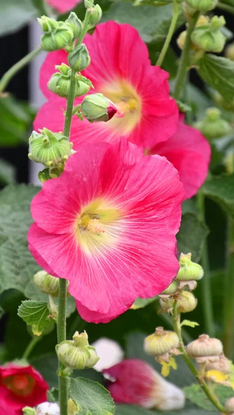 Hermosas Flores Jardín Verde — Foto de Stock