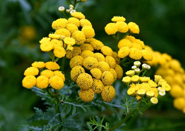 Achillea Filisardulina Filizgiller Felidae Familyasından Orta Güneybatı Asya Yetişen Bir — Stok fotoğraf