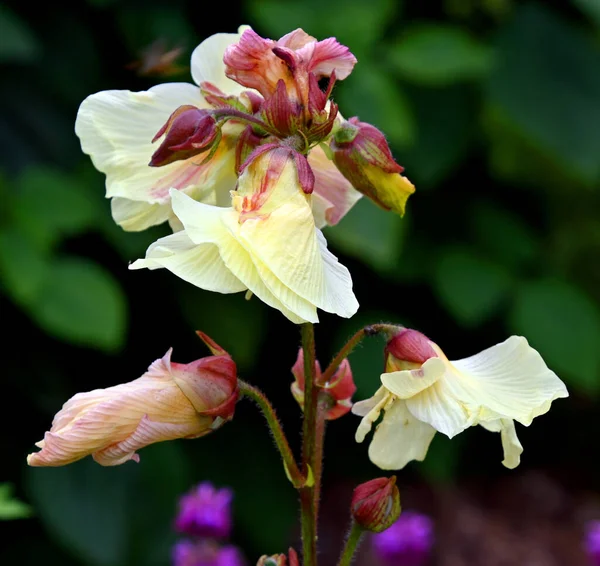 Primer Plano Hermosas Flores Jardín —  Fotos de Stock