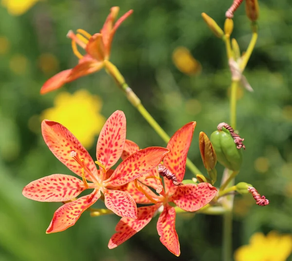 Iris Domestica Oder Leopardenlilie Brombeerlilie Und Leopardenblume Ist Eine Zierpflanze — Stockfoto