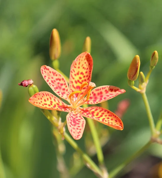 Iris Domestica Oder Leopardenlilie Brombeerlilie Und Leopardenblume Ist Eine Zierpflanze — Stockfoto