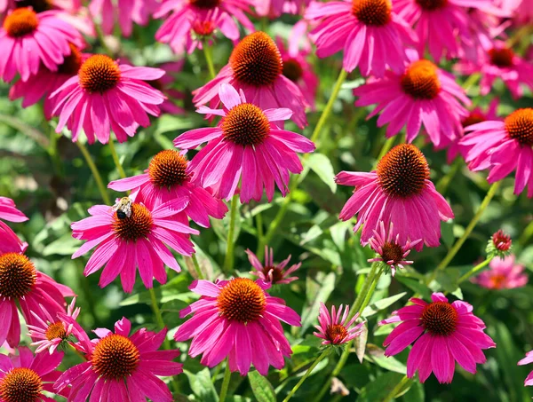 Rudbeckia Espécies São Comumente Chamadas Coneflower Black Eyed Susans Todas — Fotografia de Stock