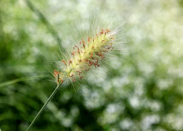 Poaceae Gramineae Большое Почти Повсеместное Семейство Монокотиледонных Цветковых Растений Известных — стоковое фото