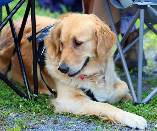 Golden Retriever Een Middelgrote Geweerhond Die Werd Gefokt Geschoten Watervogels — Stockfoto