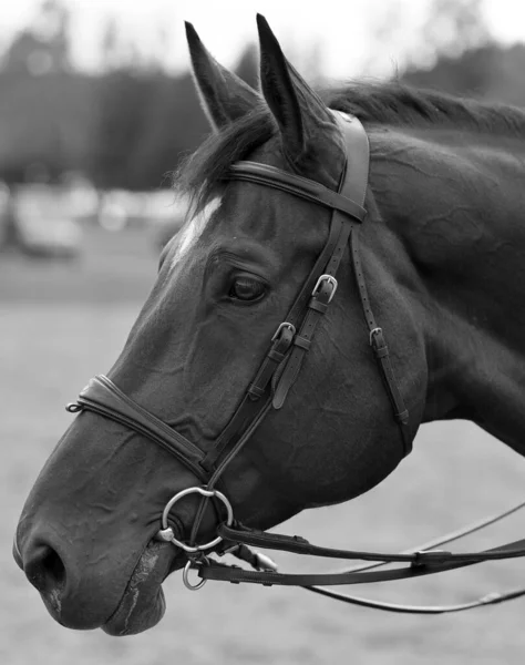 Молодая Лошадь Поле Летний Сезон Восточном Городе Квебек Канада — стоковое фото