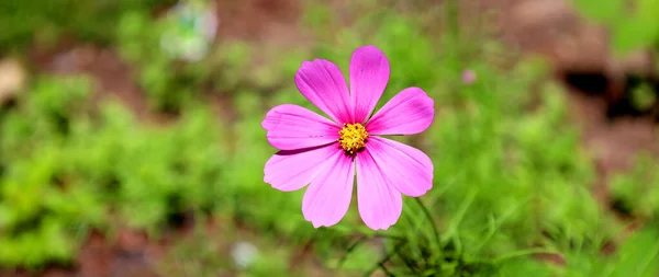 Cosmos Género Botânico Pertencente Família Asteraceae — Fotografia de Stock