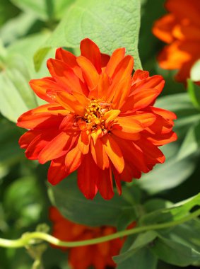 Yeşil bahçede güzel çiçekler