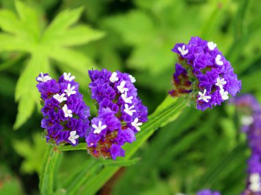 Achillea millefolium, Asteraceae familyasından bir bitki türü. Asya ve Avrupa 'da Kuzey Yarımküre' nin ılıman bölgelerinde bulunur.
