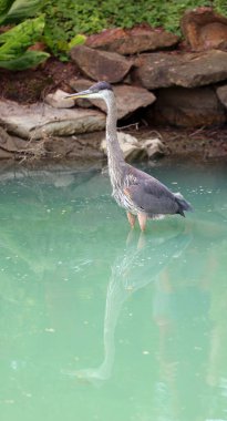 Mavi balıkçılgiller (Ardeidae), balıkçılgiller (Ardeidae) familyasından açık deniz kıyısında ve Kuzey Amerika ve Orta Amerika 'nın büyük bir kısmında sulak alanlarda avlanan büyük bir kuş türü.