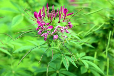 Phlox paniculata, fenikgiller (Polemoniaceae) familyasından bir bitki türü. Amerika Birleşik Devletleri 'nin doğu ve orta kesimlerine özgüdür. Ilıman bölgelerde yaygın olarak yetiştirilir.