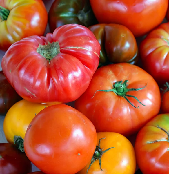 Verschiedene Frische Rohe Tomaten Auf Dem Bauernmarkt Montreal Quebec Kanada — Stockfoto