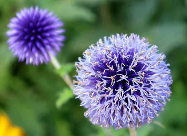 Flores Bonitas Jardim Verde — Fotografia de Stock