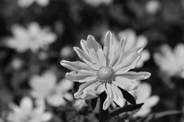 Gros Plan Belle Fleur Dans Jardin — Photo