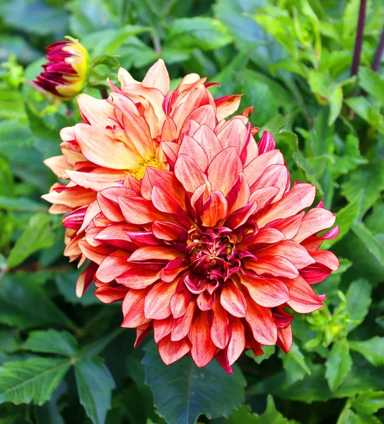 Dahlia Est Genre Plantes Vivantes Touffues Touffues Originaire Mexique Amérique — Photo