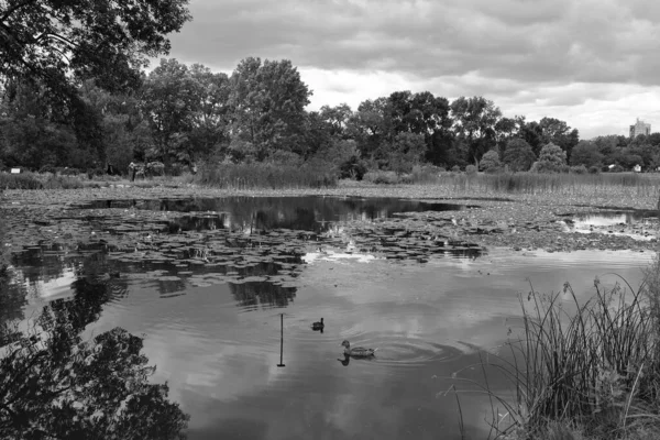 Lake Landschap Met Zwemmende Eenden — Stockfoto