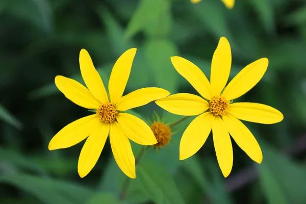 Helianthus Divaricatus Κοινώς Γνωστό Αγριολούλουδο Αγριολούλουδο Είναι Ένα Πολυετές Βότανο — Φωτογραφία Αρχείου