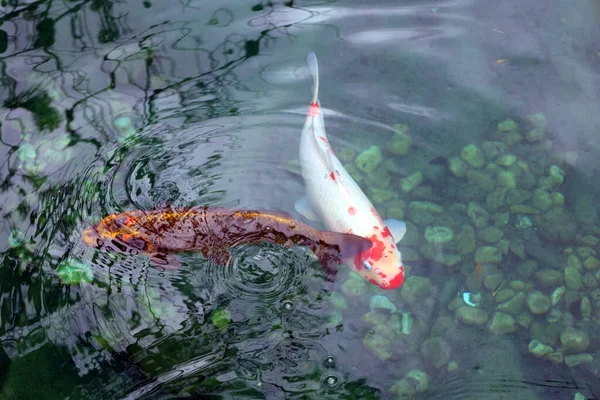 Peixes Koi São Variedades Coloridas Carpa Amur Cyprinus Rubrofuscus Que — Fotografia de Stock