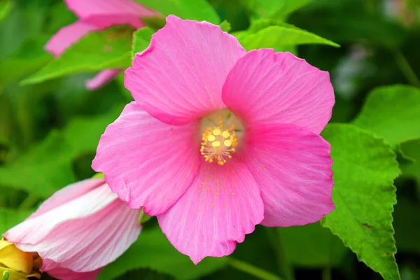 Hibiskus Rodzaj Roślin Rodziny Mallowatych Malvaceae Jest Dość Duży Zawiera — Zdjęcie stockowe