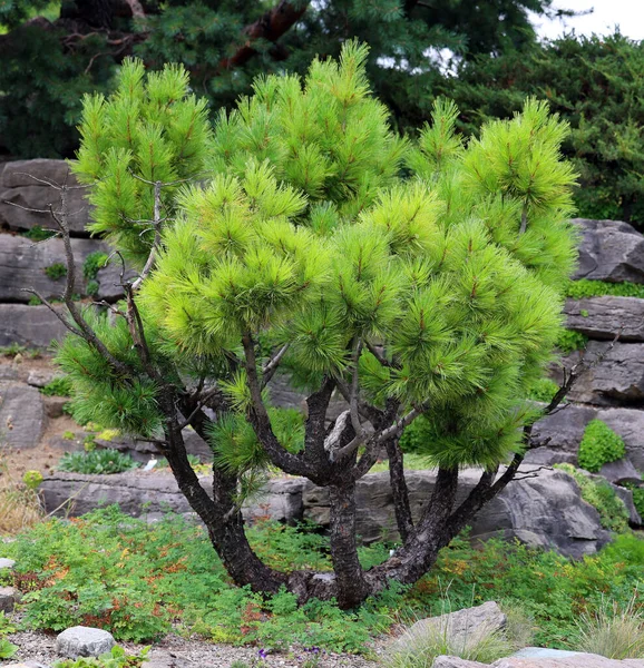 公園内の美しい緑の植物 — ストック写真