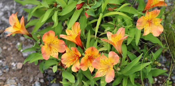 Lilium bulbiferum, common names orange lily, fire lily, Jimmy\'s Bane and tiger lily, is a herbaceous European lily with underground bulbs, belonging to the Liliaceae.