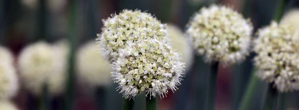 Gros Plan Fleurs Blanches Dans Jardin — Photo