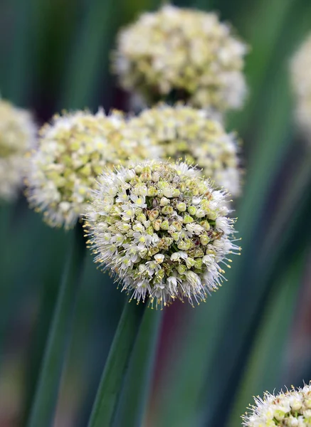 Gros Plan Fleurs Blanches Dans Jardin — Photo