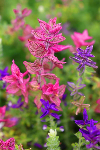 Красочные Цветы Зеленом Саду — стоковое фото