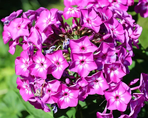 Phlox Subulata Phlox Rampant Phlox Mousse Phlox Rose Mousse Phlox — Photo