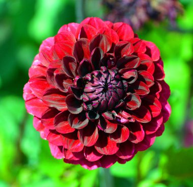 Dahlia, Meksika, Orta Amerika ve Kolombiya 'da yetişen tüylü, veremli ve uzun ömürlü bir bitki cinsidir..