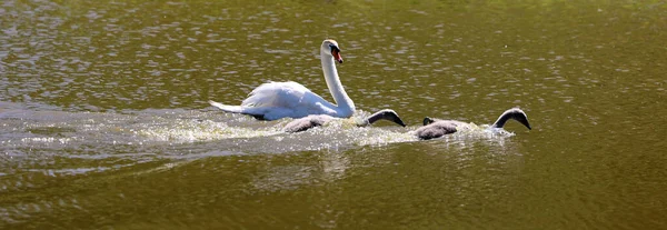 Cisnes Brancos São Aves Família Anatidae Gênero Cygnus Cisnes Parentes — Fotografia de Stock