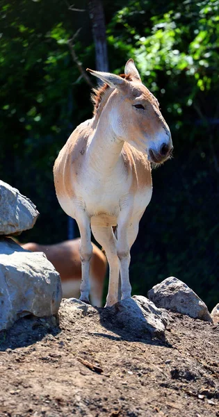 Onager Equus Hemionus Also Known Hemione Asiatic Wild Ass Species — стоковое фото
