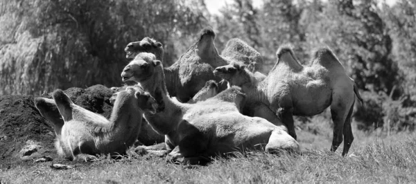 Camel Een Ungulate Van Het Geslacht Camelus Met Kenmerkende Vetafzettingen — Stockfoto