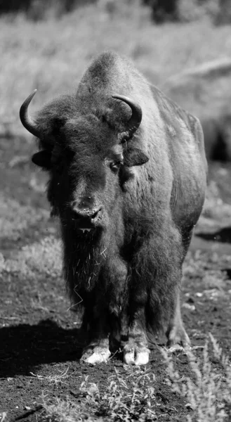 American bison or simply bison, also known as the American buffalo or simply buffalo, is a North American species of bison that once roamed the grasslands of North America in vast herds