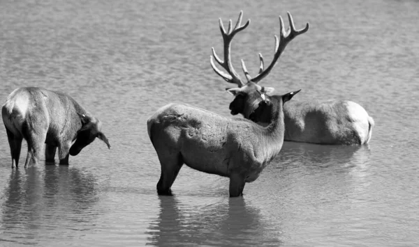 Лось Або Вапіті Телятко Одним Найбільших Видів Родині Оленів Cervidae — стокове фото